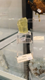 55º Torino Euromineral Expo