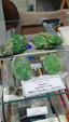55º Torino Euromineral Expo