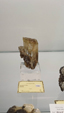 55º Torino Euromineral Expo