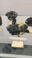 55º Torino Euromineral Expo