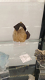 55º Torino Euromineral Expo