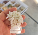 III Feria de Minerales Bella Jarifa