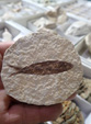 III Feria Internacional Minerales, Fósiles y Gemas de Utrillas