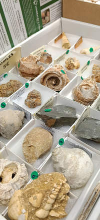 2ª Feria de Minerales y fósiles de Burgos