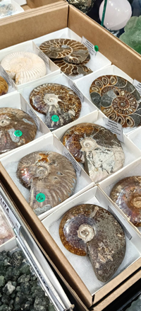 2ª Feria de Minerales y fósiles de Burgos