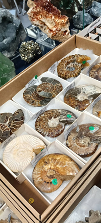 2ª Feria de Minerales y fósiles de Burgos