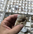 VIII Feria de Minerales de Cartama. Bella Jarifa
