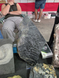 VIII Feria de Minerales de Cartama. Bella Jarifa