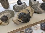 VIII Feria de Minerales de Cartama. Bella Jarifa