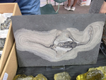 VIII Feria de Minerales de Cartama. Bella Jarifa