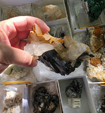 VIII Feria de Minerales de Cartama. Bella Jarifa