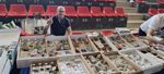 XIV Feria de Minerales de Colmenar Viejo