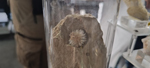 XIV Feria de Minerales de Colmenar Viejo