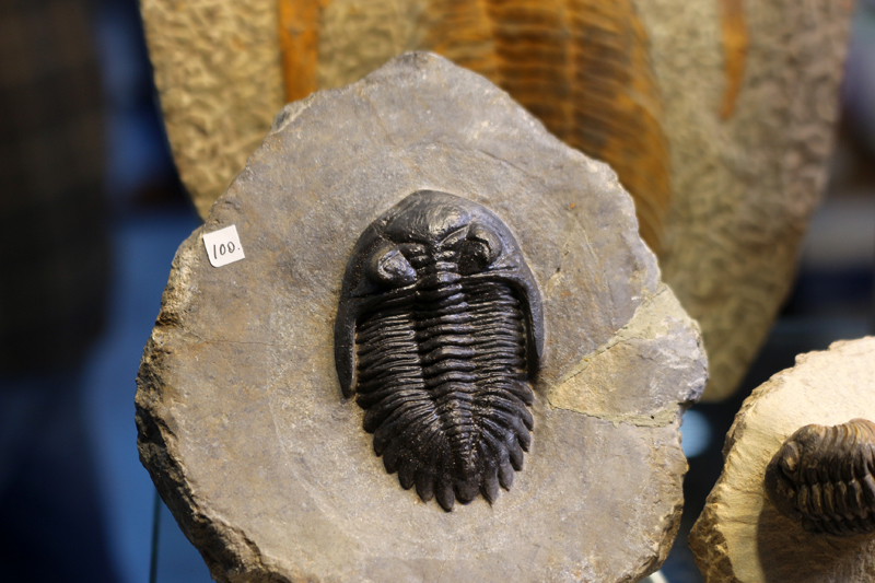   XXVIII Feria de Minerales y Fósiles dela Unión