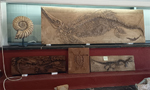  2ª Feria de Minerales y fósiles de Pantoja. Toledo