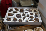 2ª Feria de Minerales y fósiles de Pantoja. Toledo