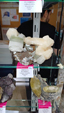 X Feria de Minerales de Salamanca
