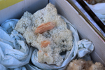 XIV Mesa de Intercambio de Minerales y Fósiles de Alicante