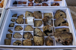 XIV Mesa de Intercambio de Minerales y Fósiles de Alicante