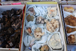 XIV Mesa de Intercambio de Minerales y Fósiles de Alicante