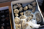 XIV Mesa de Intercambio de Minerales y Fósiles de Alicante