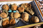 XIV Mesa de Intercambio de Minerales y Fósiles de Alicante