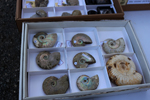 XIV Mesa de Intercambio de Minerales y Fósiles de Alicante