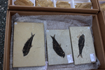 XIV Mesa de Intercambio de Minerales y Fósiles de Alicante