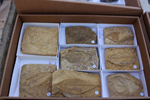 XIV Mesa de Intercambio de Minerales y Fósiles de Alicante