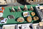 XIV Mesa de Intercambio de Minerales y Fósiles de Alicante