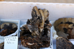 XIV Mesa de Intercambio de Minerales y Fósiles de Alicante