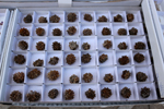 XIV Mesa de Intercambio de Minerales y Fósiles de Alicante