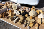 XIV Mesa de Intercambio de Minerales y Fósiles de Alicante