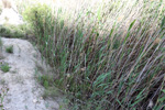 Lagunas de Rabasa. Poligona San Blas. Rabasa. Alicante