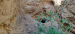Mina Segunda Murcia (Mina del Saltador). Rambla de los Diecisiete Arcos/Cortijo del Saltador, Lorca, Murcia