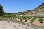 Afloramiento de Aragonitos. Casas de Ves. Albacete