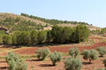 Afloramiento de Aragonitos. Casas de Ves. Albacete