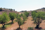  Afloramiento de Aragonitos. Casas de Ves. Albacete