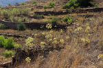 Mina Catón, (Grupo Minero Los Pajaritos), Barranco Los Pajaritos-Cabezo de Don Juan, Llano del Beal, Cartagena, Murcia