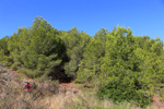 Mina Catón, (Grupo Minero Los Pajaritos), Barranco Los Pajaritos-Cabezo de Don Juan, Llano del Beal, Cartagena, Murcia