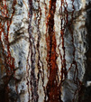 Mina Catón, (Grupo Minero Los Pajaritos), Barranco Los Pajaritos-Cabezo de Don Juan, Llano del Beal, Cartagena, Murcia