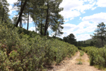 Minas del Horcajo. Ciudad Real