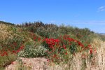 Cantera del Arzollar. Valverde, Ciudad Real