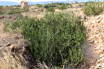 Minas de Hierro Cabezico del Rey. Los Valladolises.  Murcia