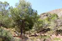 Cañón de los Almadenes. Las Minas. Hellín. Albacete