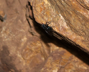 Minería de hierro. Barranco de las minas. Orihuela. Alicante