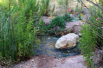 Rio Chicano. Macisvenda. Sierra de Abanilla. Murcia