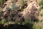 Rio Chicano. Macisvenda. Sierra de Abanilla. Murcia