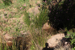 Rio Chicano. Macisvenda. Sierra de Abanilla. Murcia