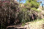 Rio Chicano. Macisvenda. Sierra de Abanilla. Murcia
